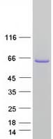 Human PUF60 Protein (Recombinant Myc-DDK (Flag))