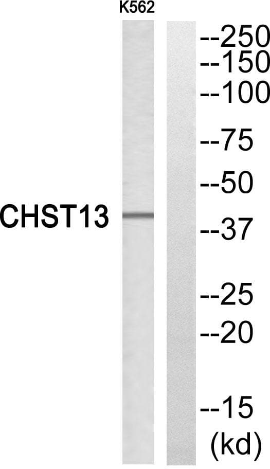 CHST13 Antibody