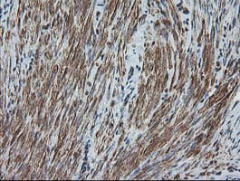 DEF6 Antibody (clone OTI3F9, Carrier-free)