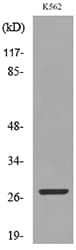 CD58 Antibody