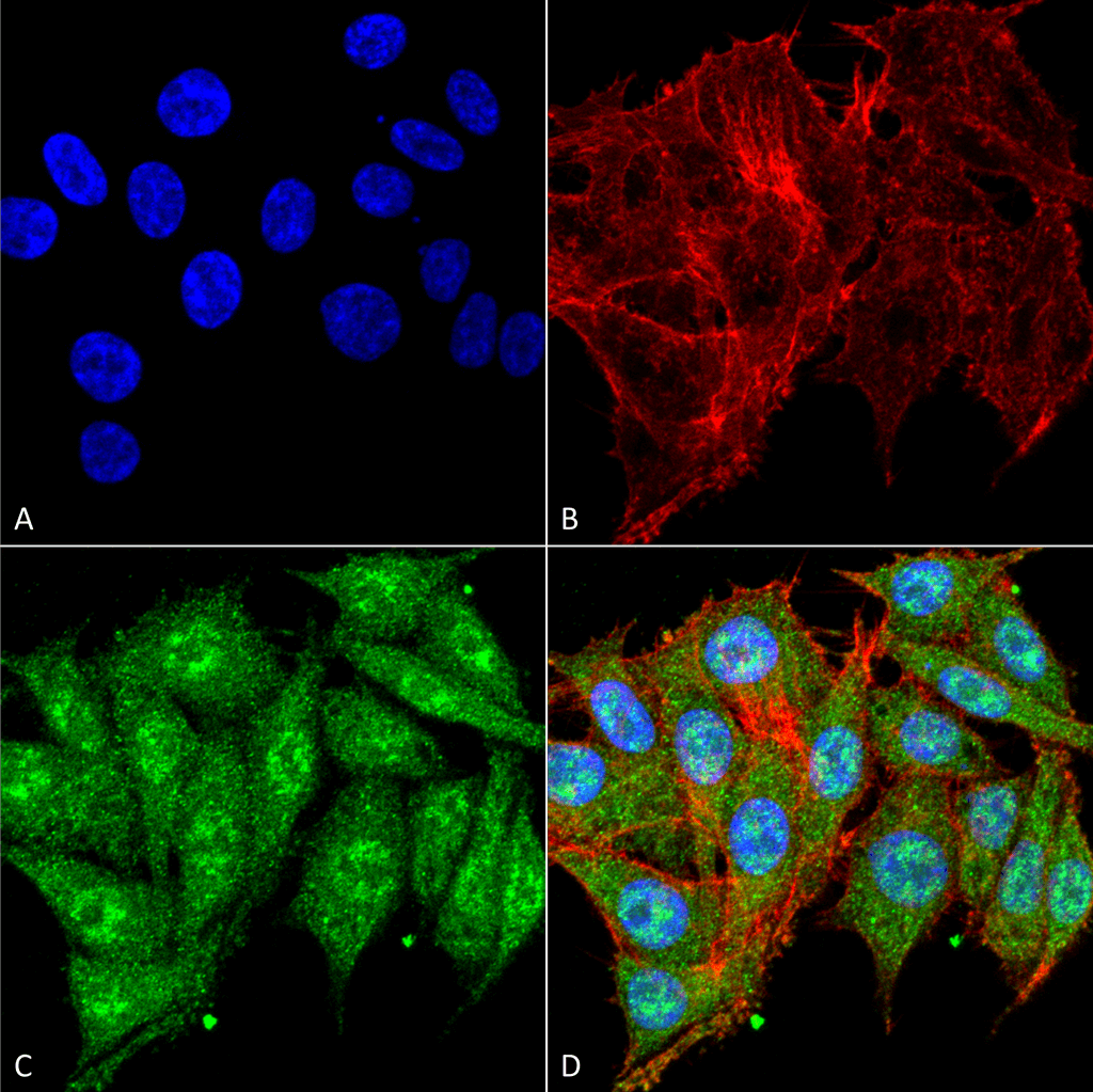 IGF1 Antibody (Biotin)