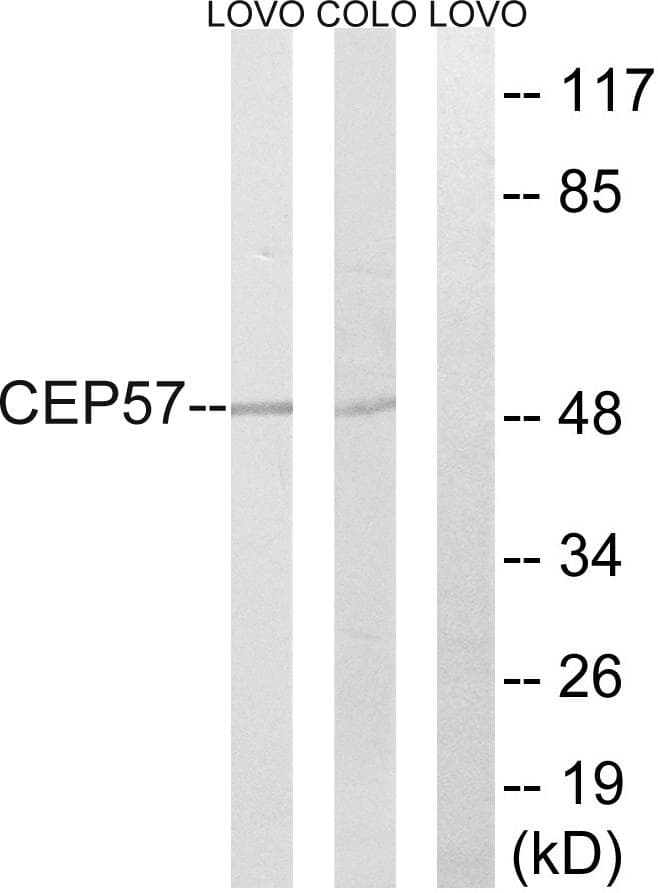 Translokin / CEP57 Antibody