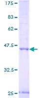 Human NIPAL3 / NPAL3 Protein (Recombinant GST)