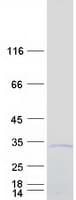 Human C2orf88 Protein (Recombinant Myc-DDK (Flag))