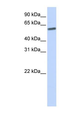 SENP3 Antibody (aa36-85)