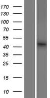 FAM53B Protein (Over-Expression Lysate Myc-DDK (Flag))