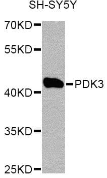 PDK3 Antibody
