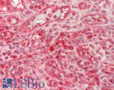 IHC-plus™ GZMB / Granzyme B Antibody (aa21-247)