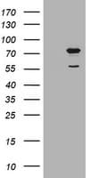 POGK Antibody (clone OTI3D2)