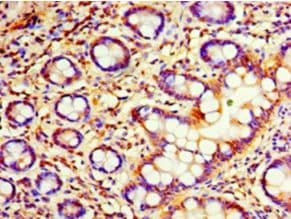 C4orf3 Antibody (aa1-44)
