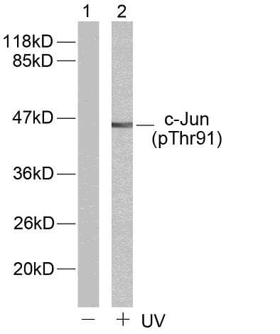 JUN / c-Jun Antibody (phospho-Thr91)