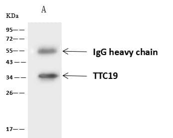 Polyclonal Rabbit anti-Human TTC19 Antibody (IF, WB)
