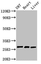 Polyclonal Rabbit anti-Human HSCB Antibody (IHC, WB)