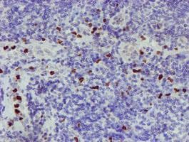 PADI4 / PAD4 Antibody (clone OTI6A2, Carrier-free)