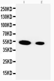 FSTL3 / FLRG Antibody (aa145-159)