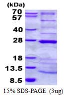 Human C6orf66 Protein (Recombinant His)