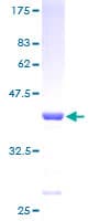 Human NUTF2 / PP15 Protein (Recombinant GST)