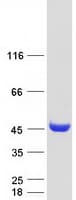 Human KATII / AADAT Protein (Recombinant Myc-DDK (Flag))