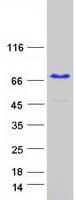 Human KHDRBS2 / SLM-1 Protein (Recombinant Myc-DDK (Flag))