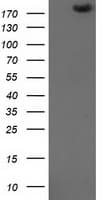SHPRH Antibody (clone OTI5D4)