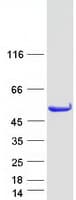Human STAMBP / AMSH Protein (Recombinant Myc-DDK (Flag))