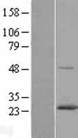 RAB6A / RAB6 Protein (Over-Expression Lysate Myc-DDK (Flag))