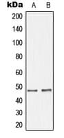 GHRHR Antibody (C-Terminus)