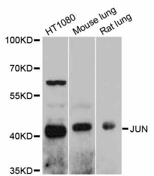 JUN / c-Jun Antibody