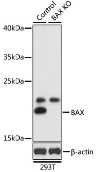 Polyclonal Rabbit anti-Human BAX Antibody (IHC, IF, WB)