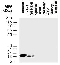 BIRC5 / Survivin Antibody