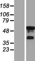 KLF8 Protein (Over-Expression Lysate Myc-DDK (Flag))