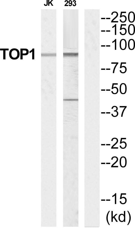 Polyclonal Rabbit anti-Human TOP1 / Topoisomerase I Antibody (WB)