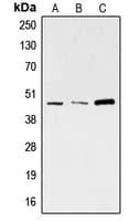 SKP2 Antibody (C-Terminus)
