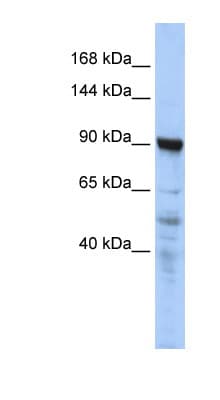 CTAGE5 Antibody (aa143-192)