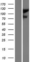 GRIA2 / GLUR2 Protein (Over-Expression Lysate Myc-DDK (Flag))