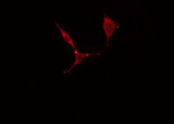 MYL6 Antibody