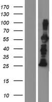 FRS3 Protein (Over-Expression Lysate Myc-DDK (Flag))