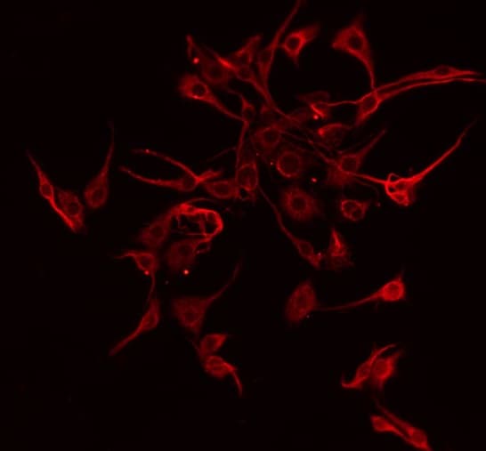 OLFML2A Antibody