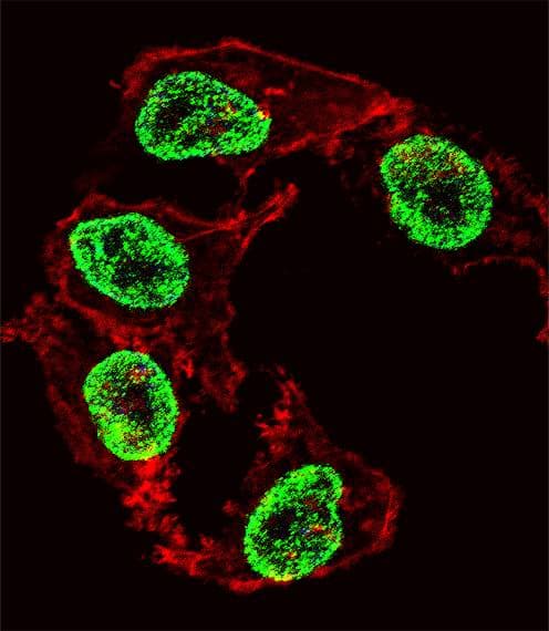 Polyclonal Rabbit anti-Human ARGFX Antibody (aa103-132, IF, WB)