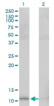 HSPE1 / HSP10 / Chaperonin 10 Antibody (clone 4C11-B11)