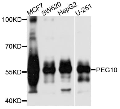 EDR / PEG10 Antibody