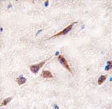 ERAS Antibody (aa13-42)