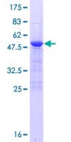 Human OAZ3 Protein (Recombinant GST)