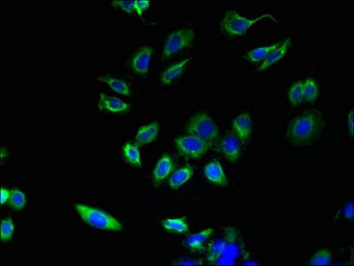 ABHD3 Antibody (aa52-309)