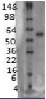 SLC18A3 / VACHT Antibody (clone S6-38)