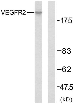KDR / VEGFR2 / FLK1 Antibody (aa917-966)