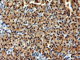 ERGIC-53 / LMAN1 Antibody (clone OTI1C5)