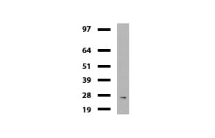 MLH1 Antibody (aa299-527, clone UMAB191, Carrier-free)