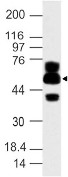 ATG16L1 / ATG16L Antibody (aa35-260)