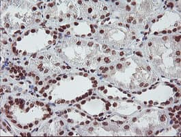 FMR1 / FMRP Antibody (clone OTI1C6)